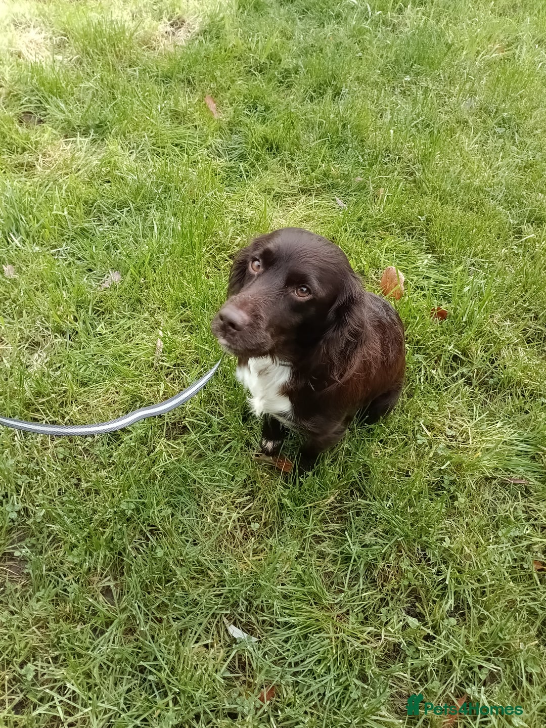 Cocker Spaniel dogs for sale: Chocolate Cocker Spaniel Girl  - Advert 4