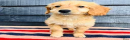 Mini Goldendoodle dogs for sale: 🧡❤️ GORGEOUS MINI GOLDENDOODLE PUPPIES ❤️🧡 - Advert 19