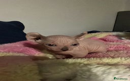 Sphynx cats for sale: Litter of 5 gorgeous baby’s  - Image 4