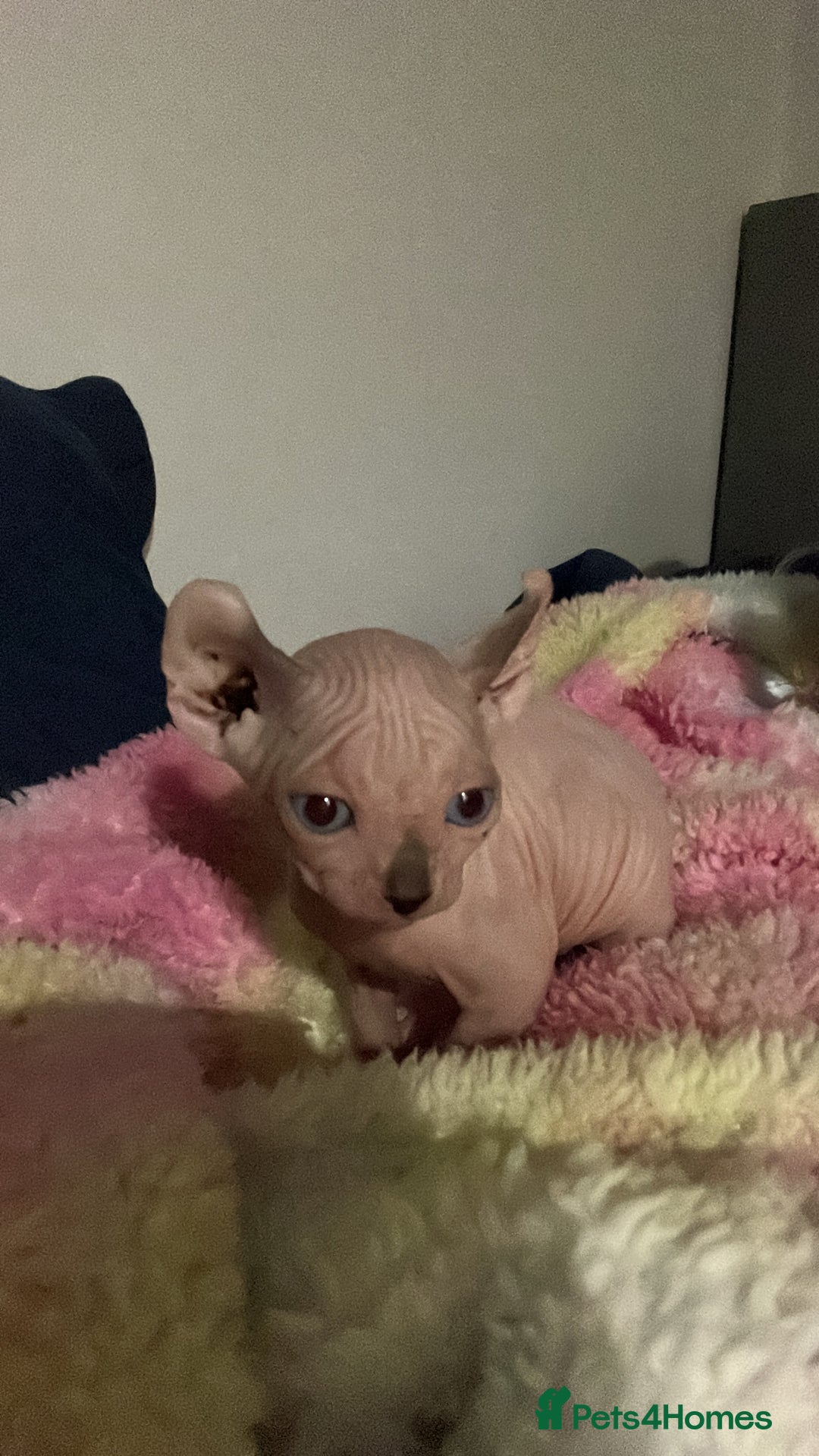 Sphynx cats for sale: Litter of 5 gorgeous baby’s  - Image 4
