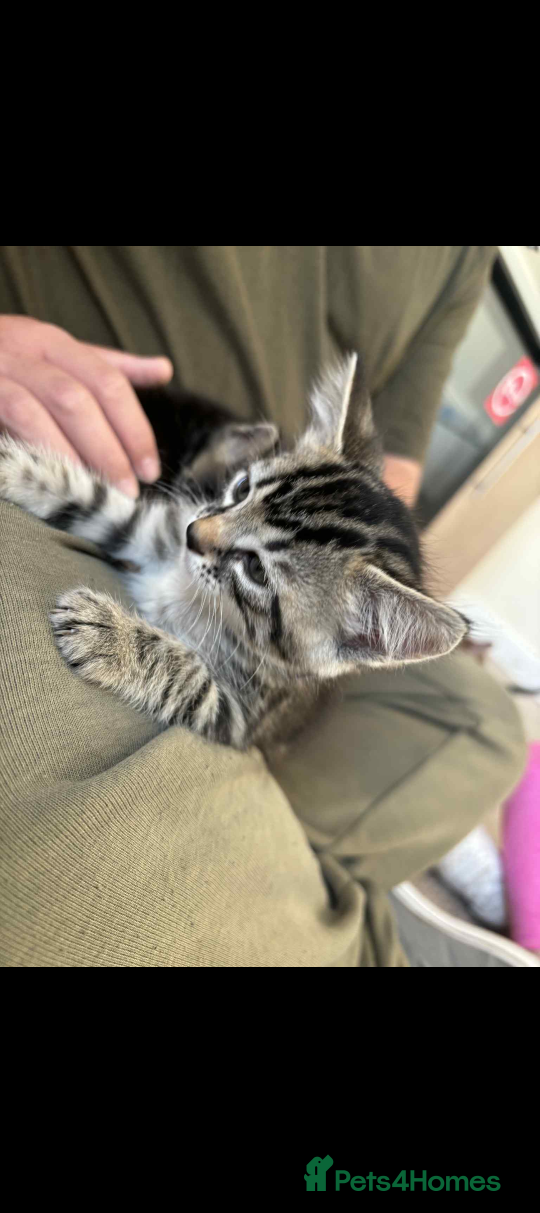 Bengal cats for sale: Bengal x - Image 10