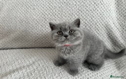 British Shorthair cats for sale: Pedigree BSH kittens  - Image 5