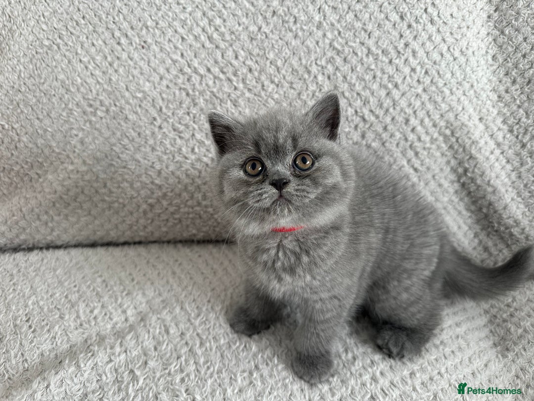 British Shorthair cats for sale: Pedigree BSH kittens  - Image 5