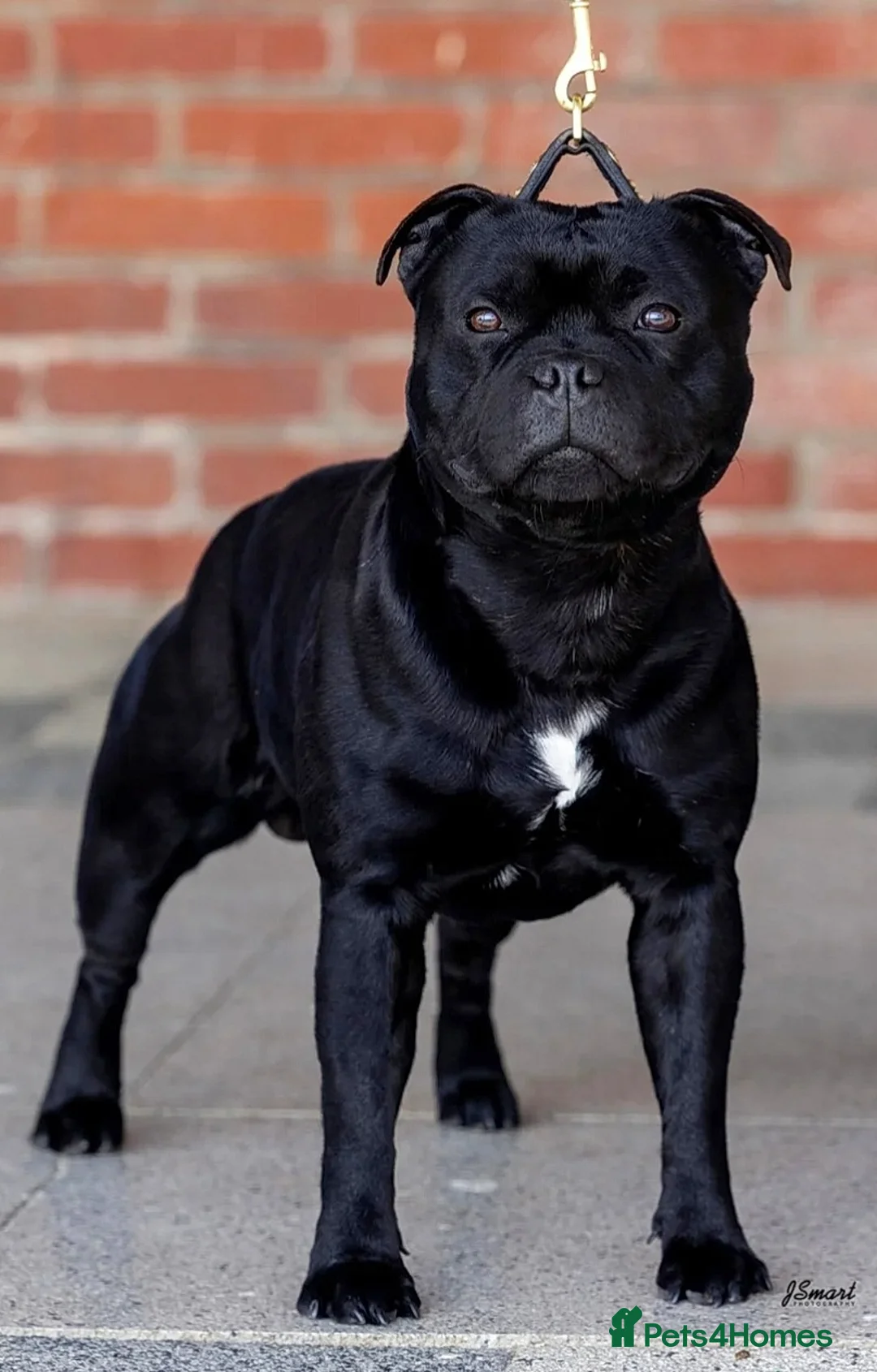 Staffordshire Bull Terrier dogs for sale: VALGO PUPS AVAILABLE 💯🔥 - Advert 8