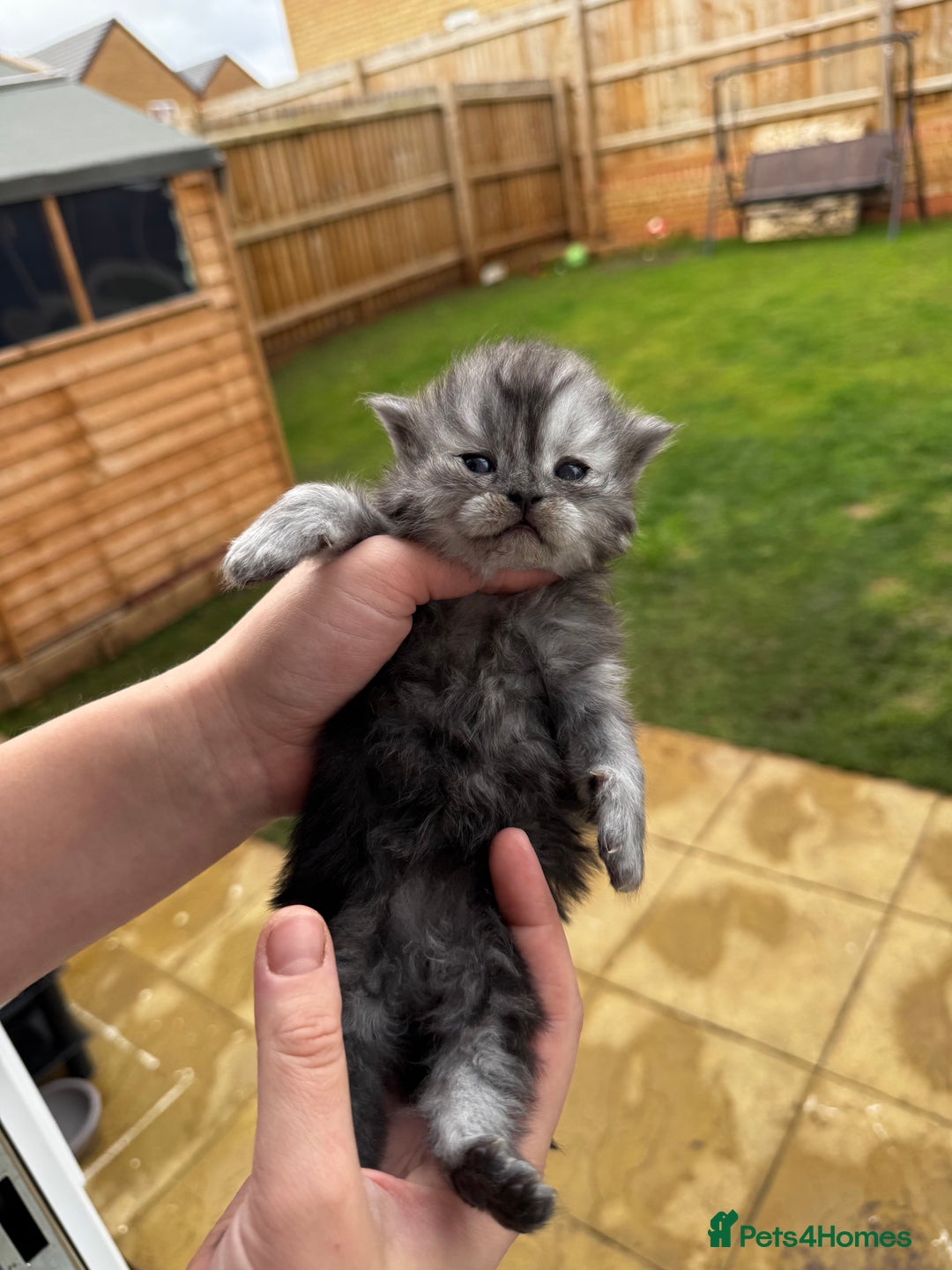 Persian cats for sale: 🤍🩶🤎🖤Smoke persian left🖤🤎🩶🤍 - Advert 13