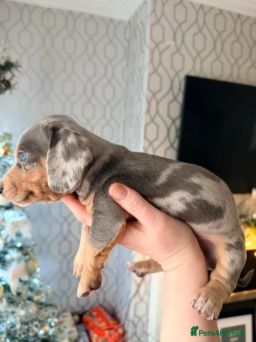 Dachshund dogs for sale:  Family dogs first puppies - stunning Dachshunds  - Advert 25