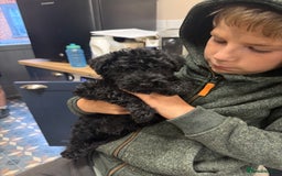 Kerry Blue Terrier dogs for sale: Kerry blue terrier puppies - Image 4
