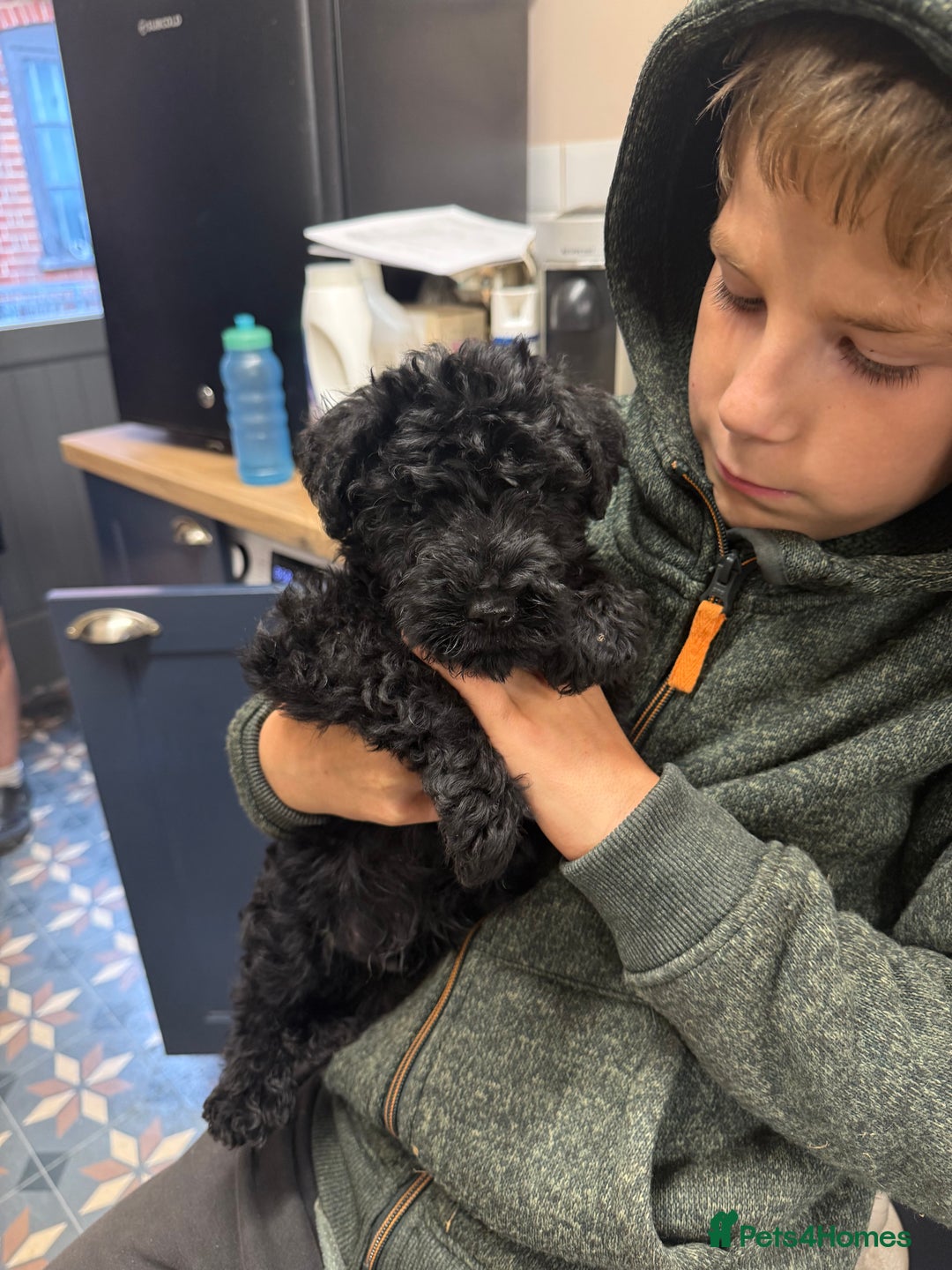 Kerry Blue Terrier dogs for sale: Kerry blue terrier puppies - Image 4
