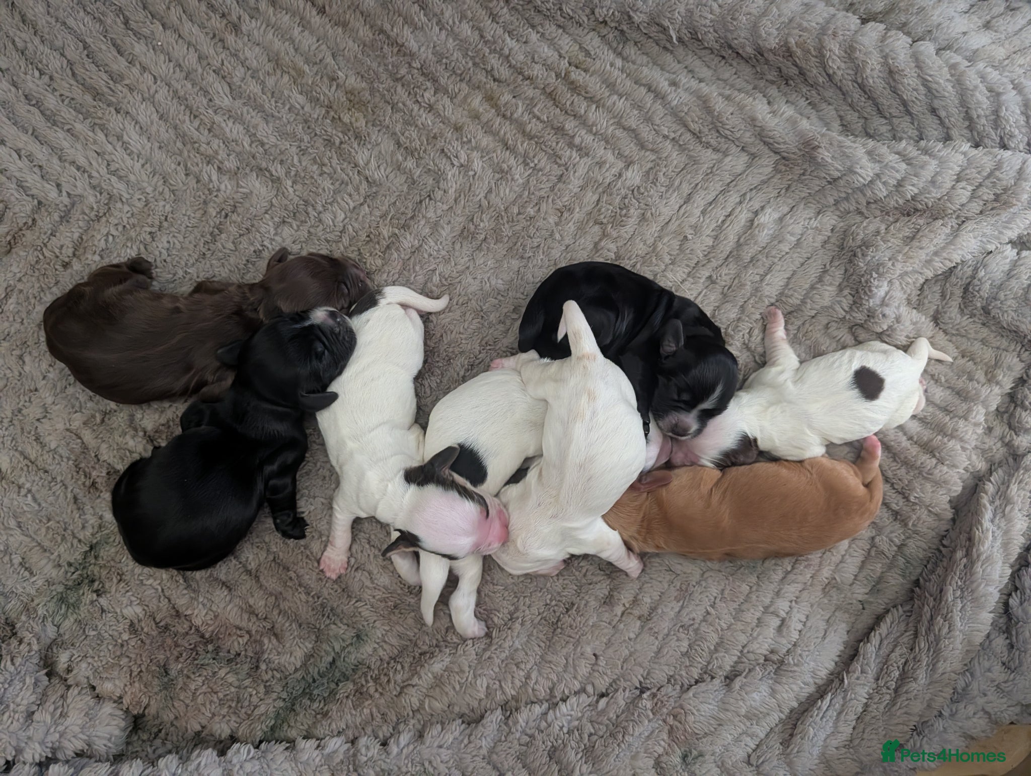 Cocker Spaniel dogs for sale: Beautiful cocker spaniel puppies  - Advert 14