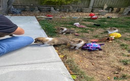 Rough Collie dogs for sale: ROUGH COLLIE  SABLE AND WHITE MALE PUPPIES - Image 6