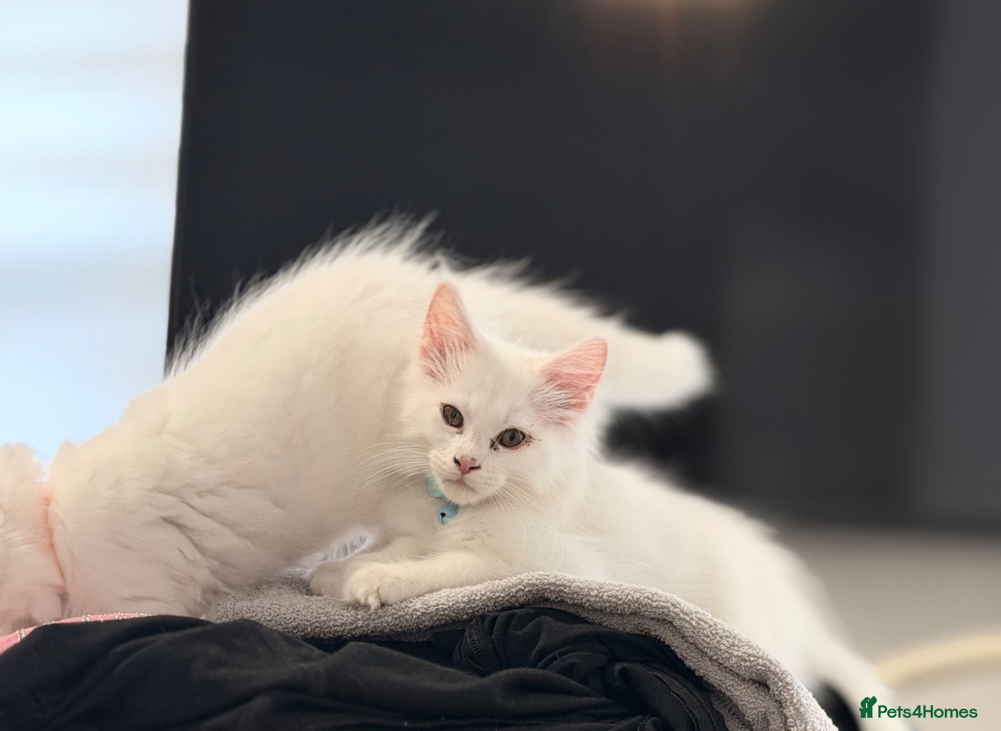 Maine Coon cats 🐾😻Maine Coon 3 kittens remaining😻🐾 - Advert 10