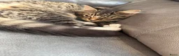 Mixed Breed cats for sale: Long hair 7 month old tabby  - Advert 2