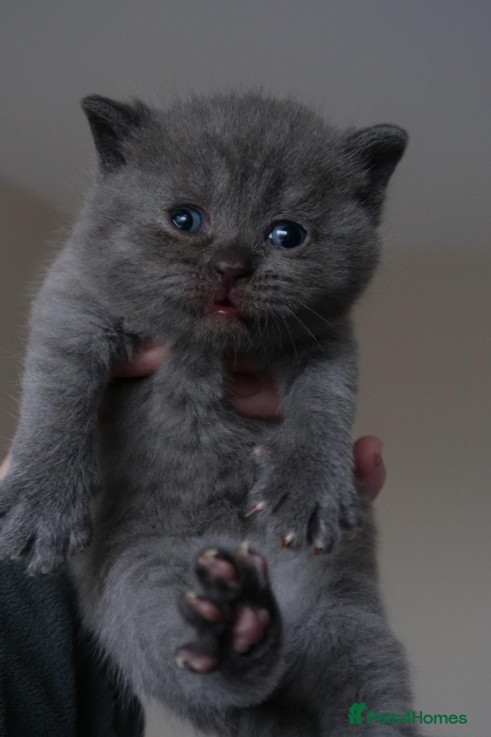 British Shorthair cats 1 Boy left GCCF Reg British Shorthair Kittens  - Advert 16