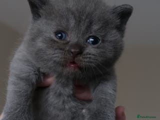 British Shorthair cats 1 Boy left GCCF Reg British Shorthair Kittens - Advert 16