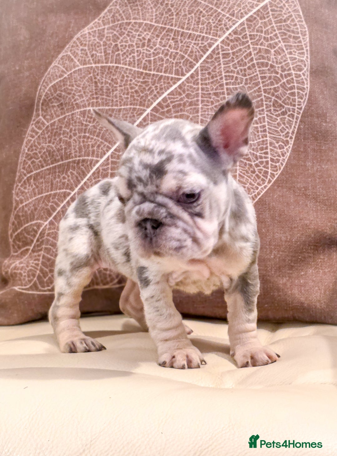 French Bulldog dogs for sale: 🐾 Exceptional French Bulldog Puppies Available 🐾 - Advert 5
