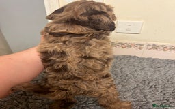 Cockapoo dogs for sale: Beautiful Chocolate and Merle F1 babies - Image 3