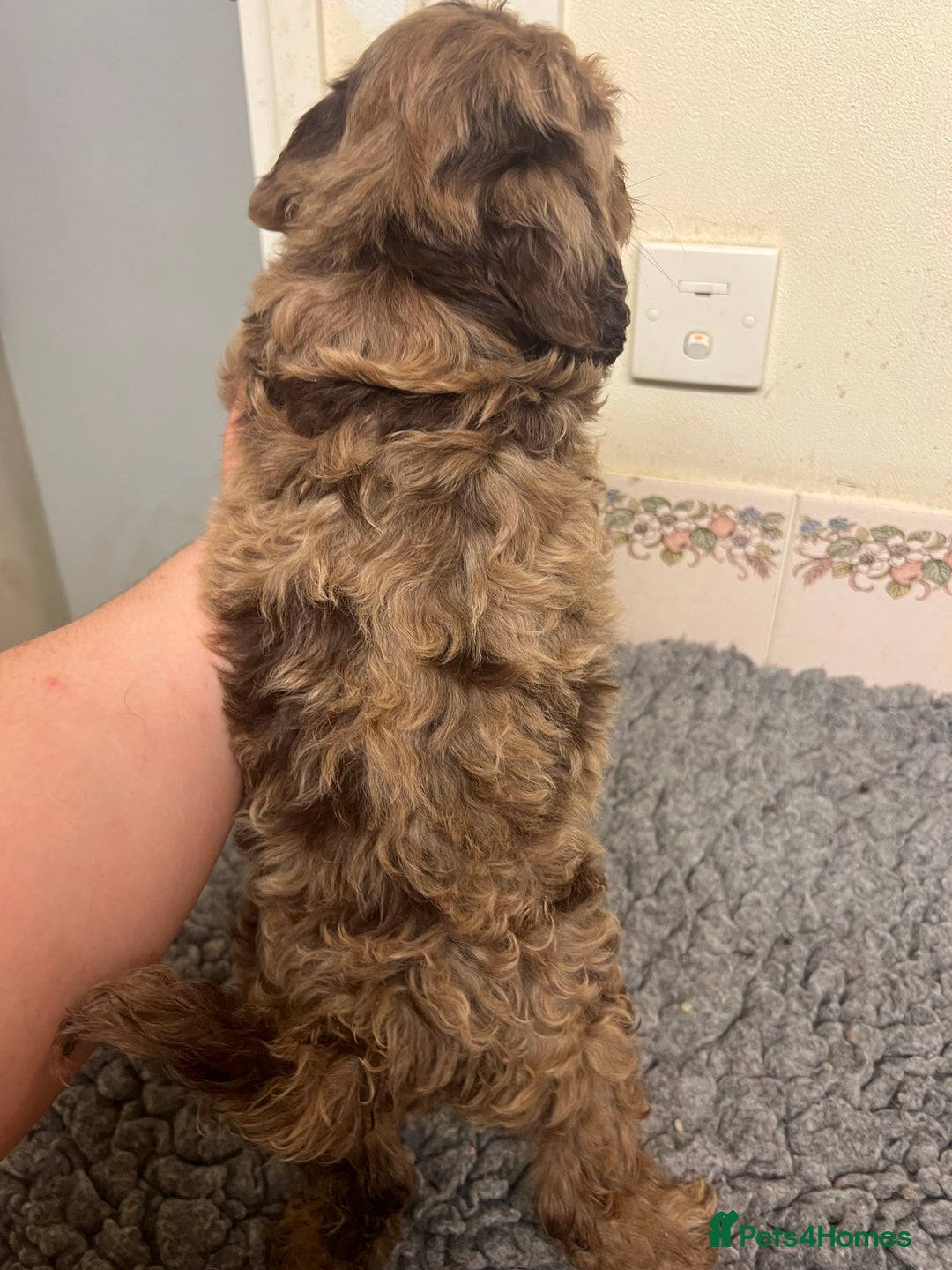 Cockapoo dogs for sale: Beautiful Chocolate and Merle F1 babies - Image 3
