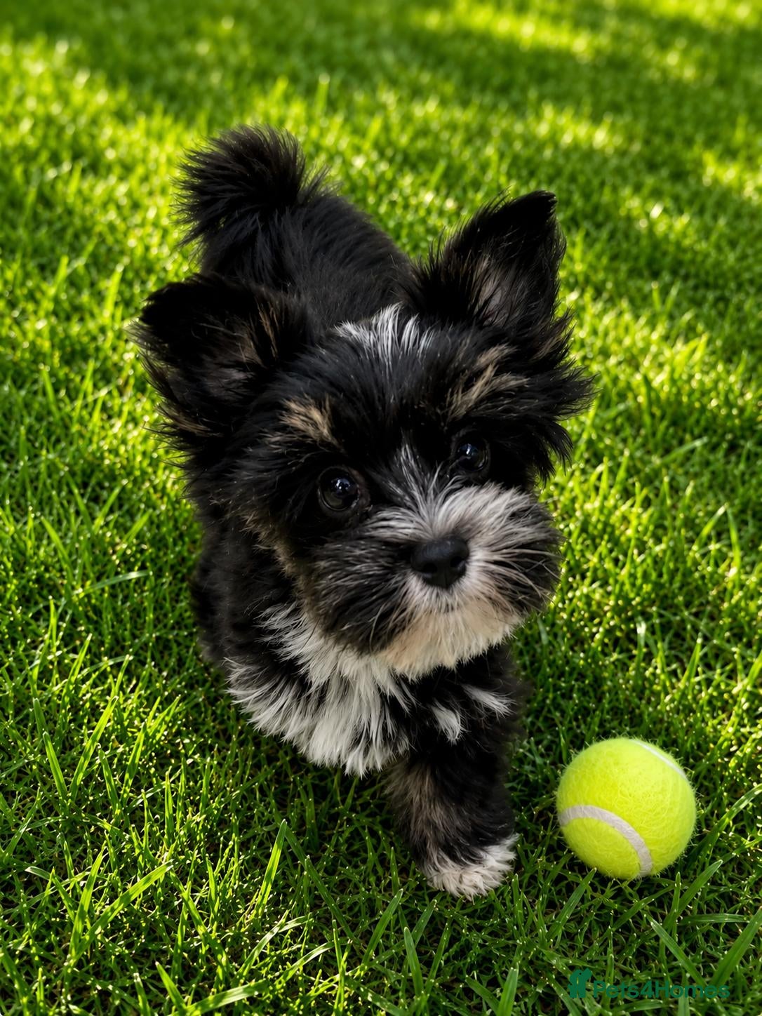 Biewer Terrier dogs Biewer Terrier  - Advert 1