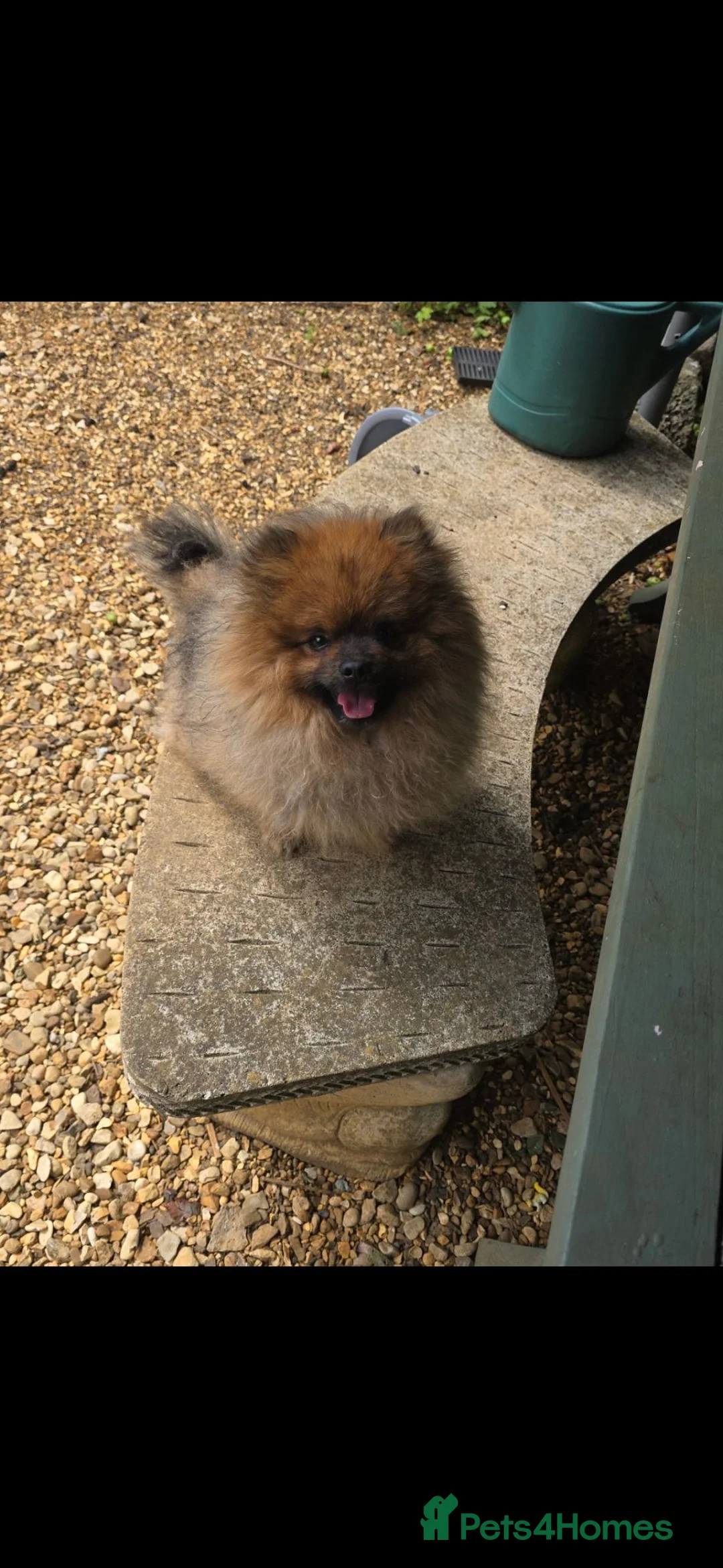 Pomeranian dogs for sale: Beautiful loving pomeranian male tri coloured in Corby - Advert 2
