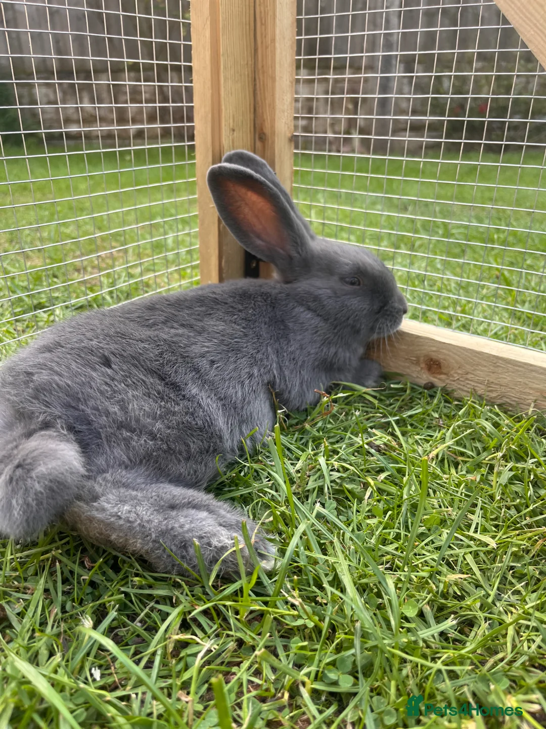 Mixed Breed rabbits for sale: Meet our lovely Ross. - Advert 2