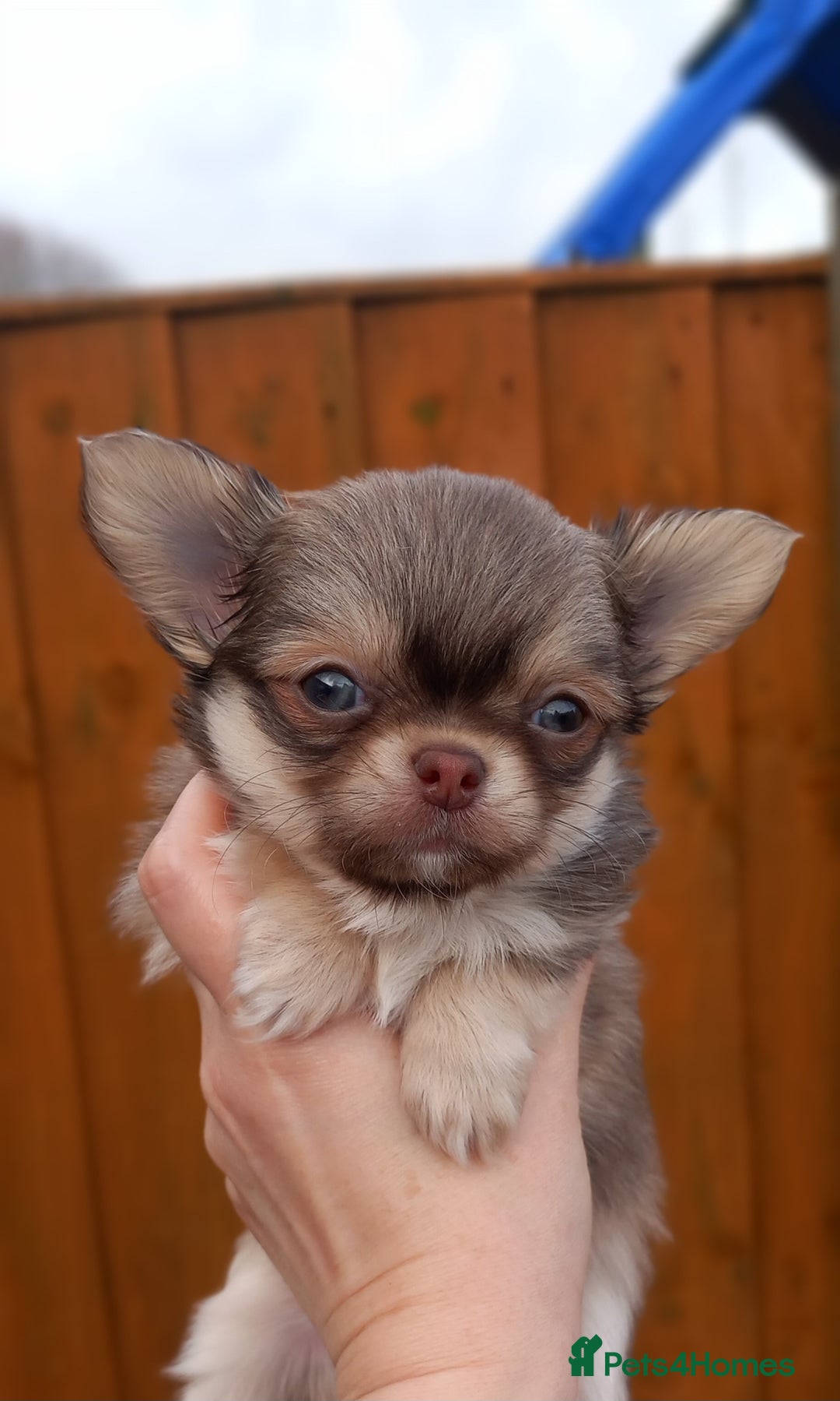 Chihuahua dogs for sale: ❤️‍🔥DNA tested parents❤️‍🔥LC 1Boys KC REG  - Advert 9