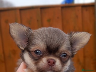 Chihuahua dogs ❤️🔥DNA tested parents❤️🔥2Boys💙long-coat - Advert 9