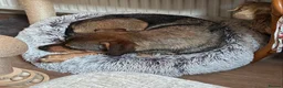 Mixed Breed dogs for adoption: Musu! - Advert 7
