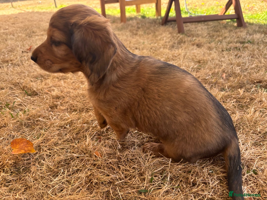 Dachshund dogs for sale: 2 American Red Long Haired Dachshund Puppies - Image 30