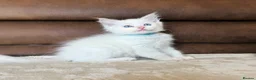 Ragdoll cats for sale: GCCF PEDIGREE RAGDOLL KITTENS - Advert 1