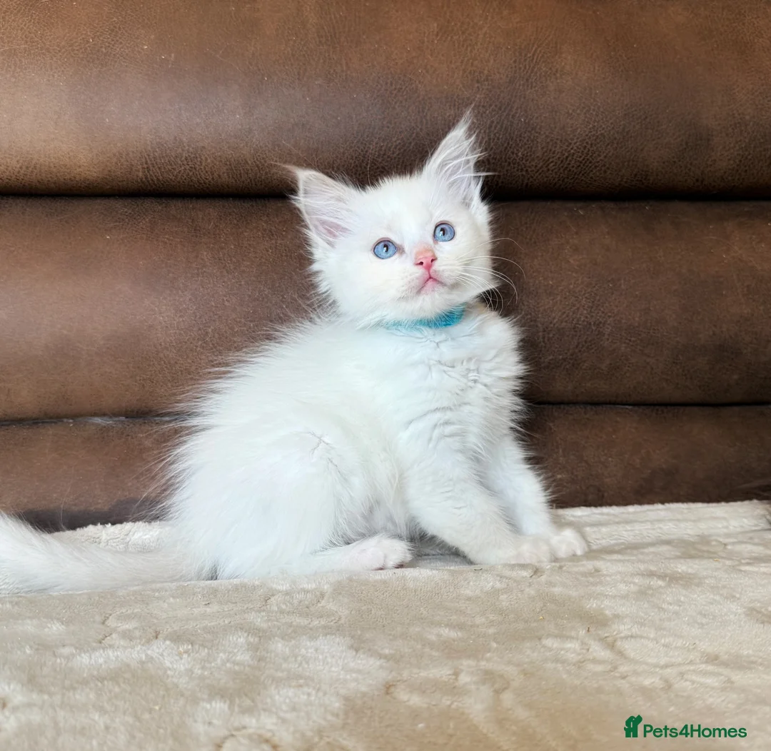 Ragdoll cats for sale: GCCF PEDIGREE RAGDOLL KITTENS - Advert 1