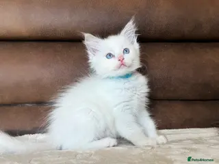 Ragdoll cats GCCF PEDIGREE RAGDOLL KITTENS - Advert 1