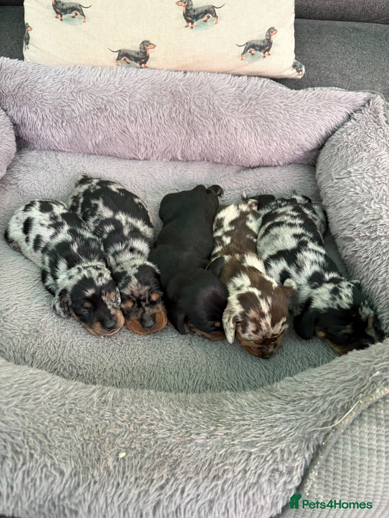 Miniature Dachshund dogs Stunning miniature dachshund puppies - Advert 1