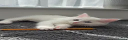 Turkish Angora cats for sale: Cute Turkish Angora x British Shorthair Kitten - Advert 14