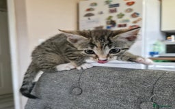 Mixed Breed cats for sale: Little Kitten Looking for a Loving Home! 💕 - Image 6