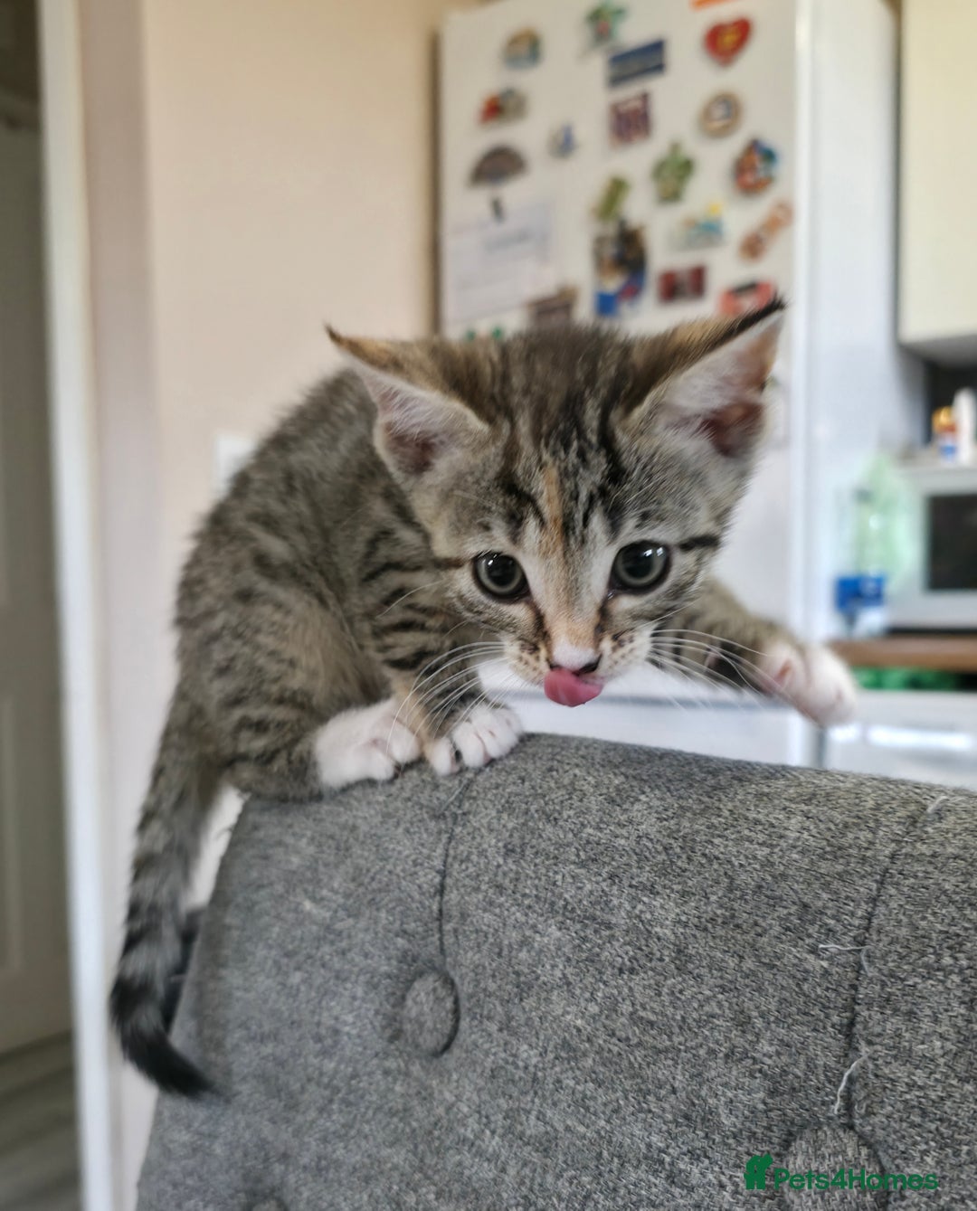 Mixed Breed cats for sale: Little Kitten Looking for a Loving Home! 💕 - Image 6