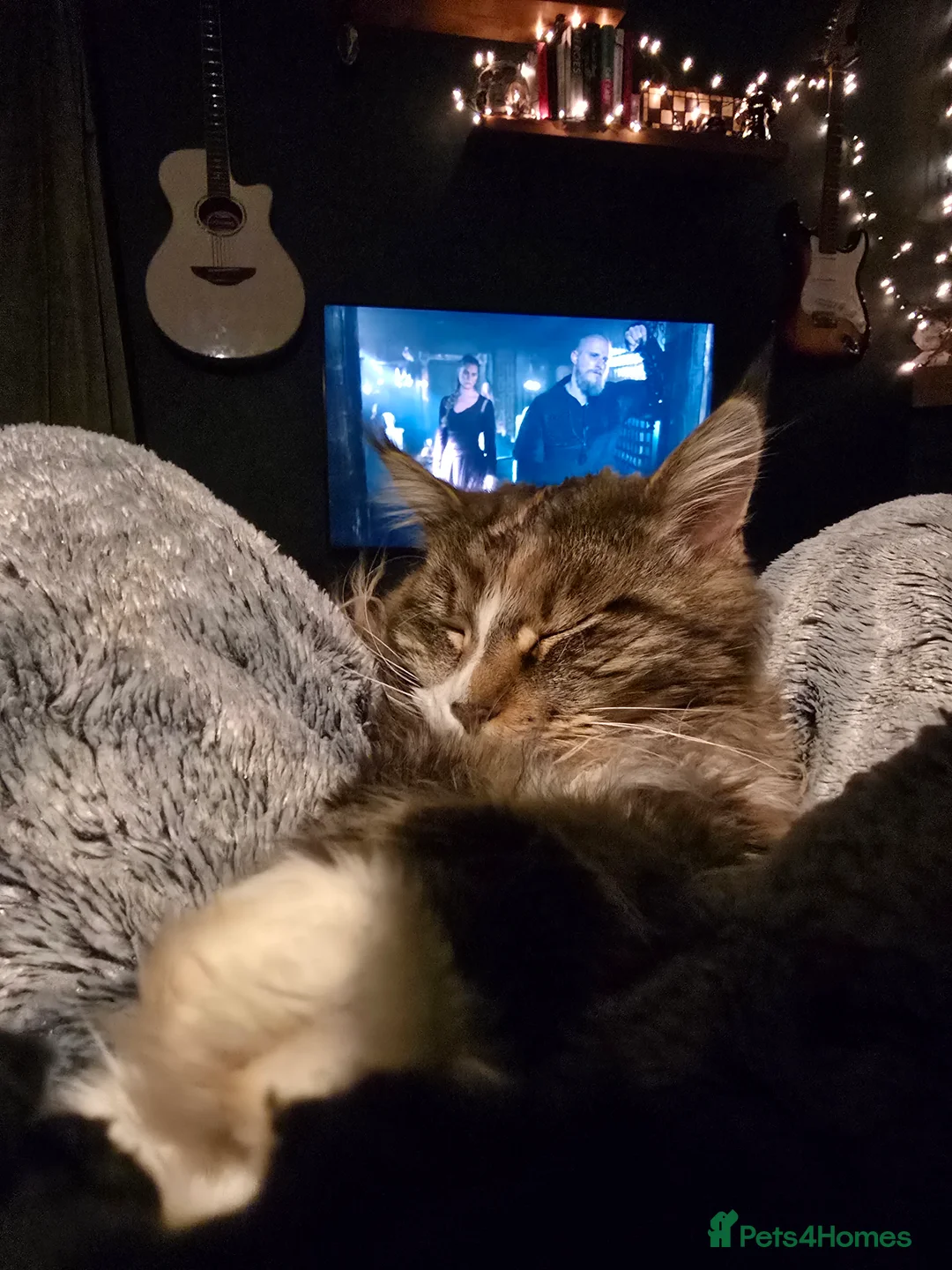 Mixed Breed cats for sale: Sisters looking for a new family home <3 - Advert 9