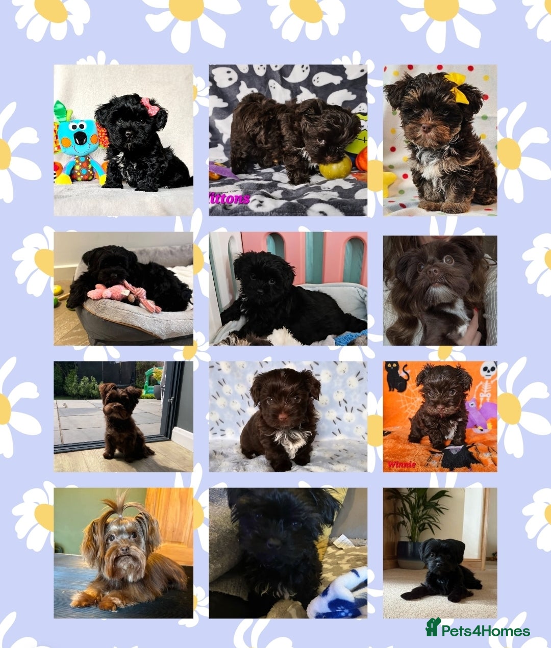 Yorkshire Terrier dogs ALL PUPPIES NOW RESERVED 😍  - Advert 1