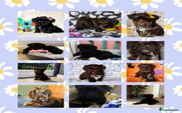 Yorkshire Terrier dogs for sale: ALL PUPPIES NOW RESERVED 😍  - Image 1