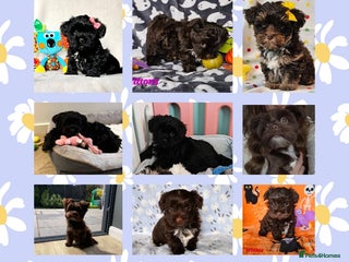 Yorkshire Terrier dogs - Advert 20