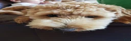 Mini Goldendoodle dogs for sale: Jasmine - Advert 2