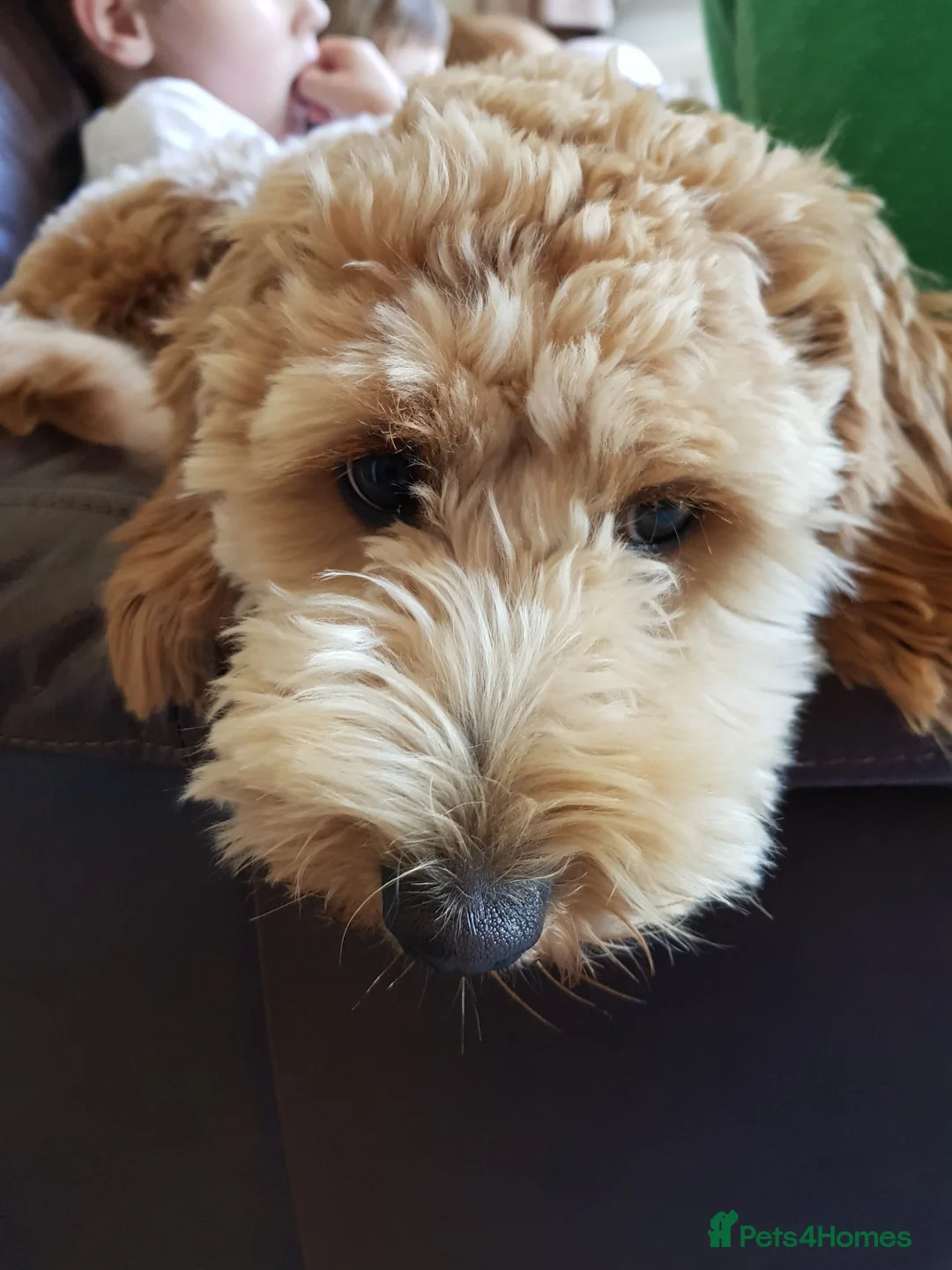 Mini Goldendoodle dogs for sale: Jasmine - Advert 2