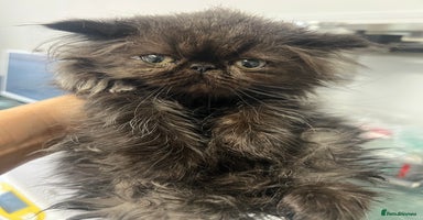 Persian cats - Advert 14