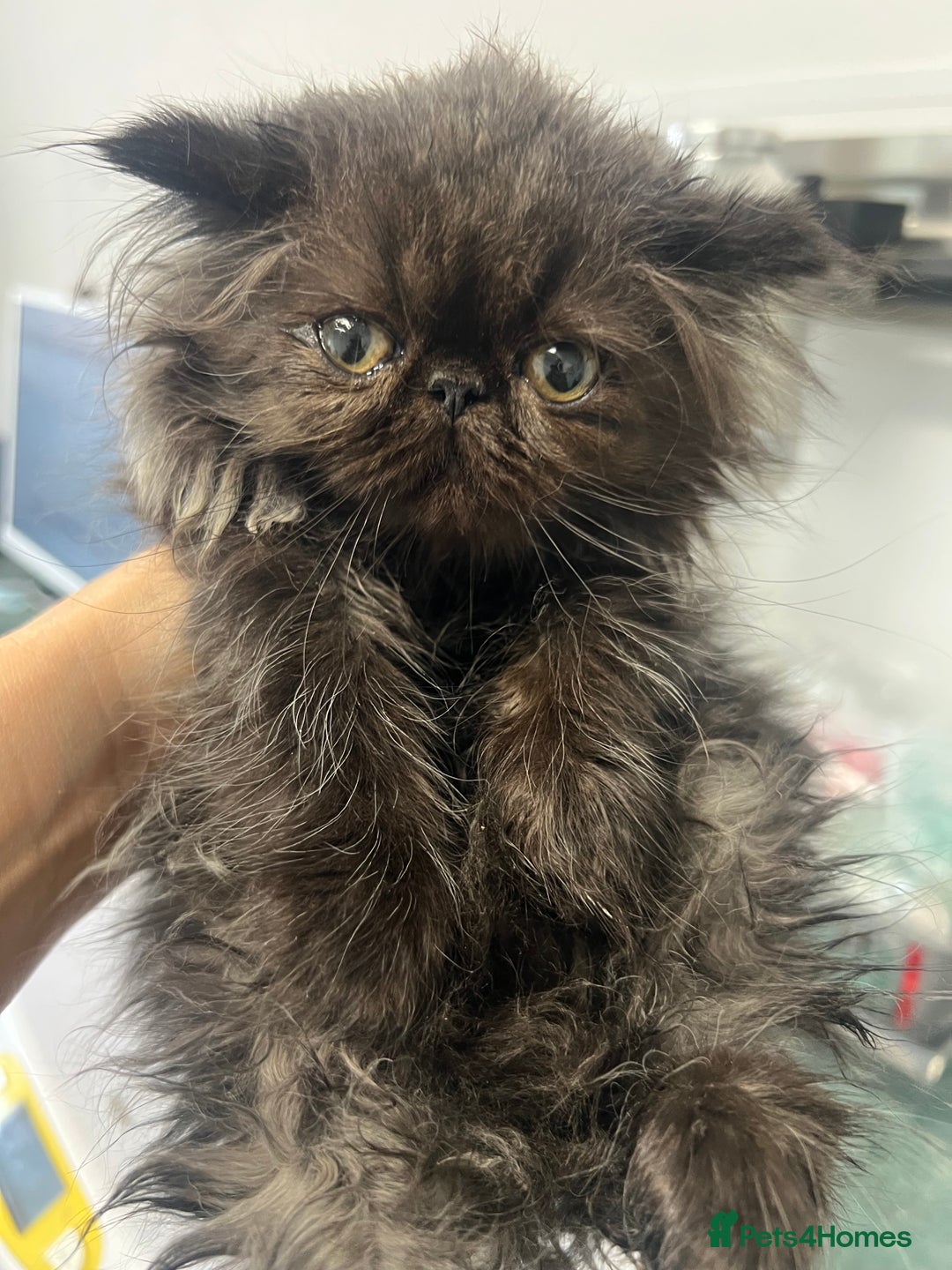 Persian cats for sale: *1 remaining* Black Smoke GCCF Active Persians - Image 3