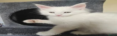 Maine Coon Kitten 3