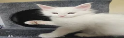 Maine Coon cats for sale: Maine coon Blue eyes + Long Hair in Burnley - Advert 21