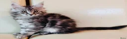 Maine Coon cats for sale: Top Quality TICA Maine Coons active possible - Advert 3