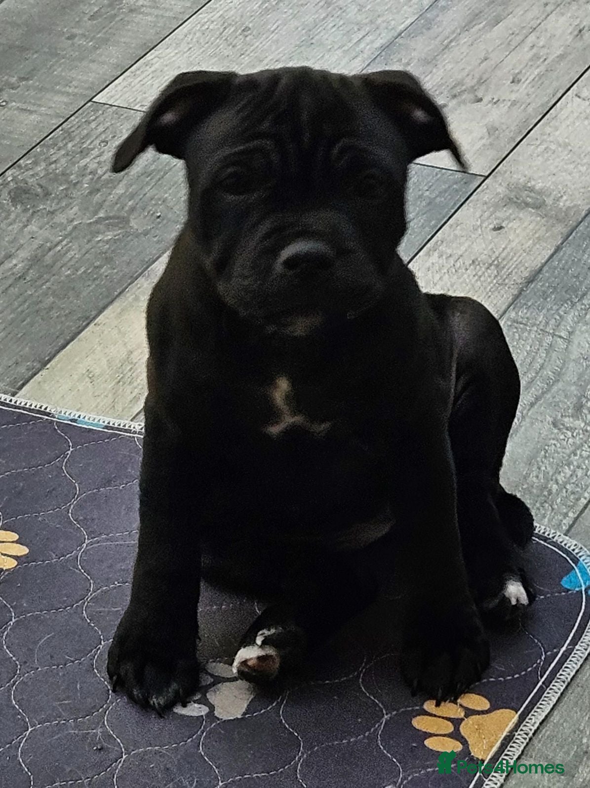 Staffordshire Bull Terrier dogs Sired by multi international champion - Advert 15