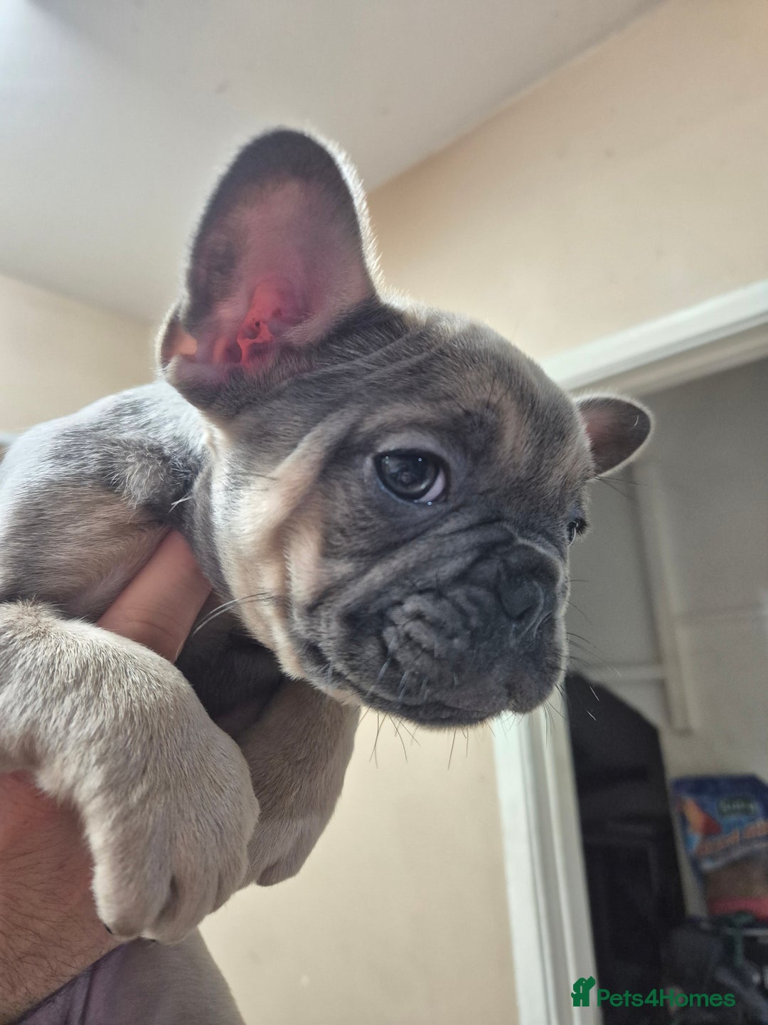 French Bulldog dogs for sale: Litter of French bulldog puppies - Advert 7