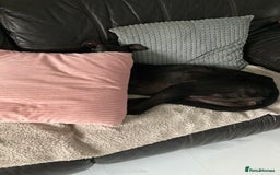 Greyhound dogs for sale: Ex racing greyhound - Image 3