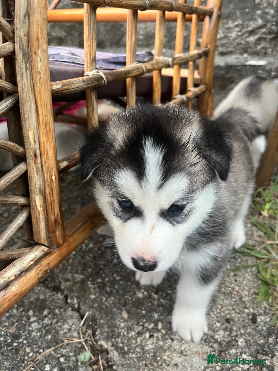 Siberian Husky dogs for sale: Siberian husky puppies  - Image 11